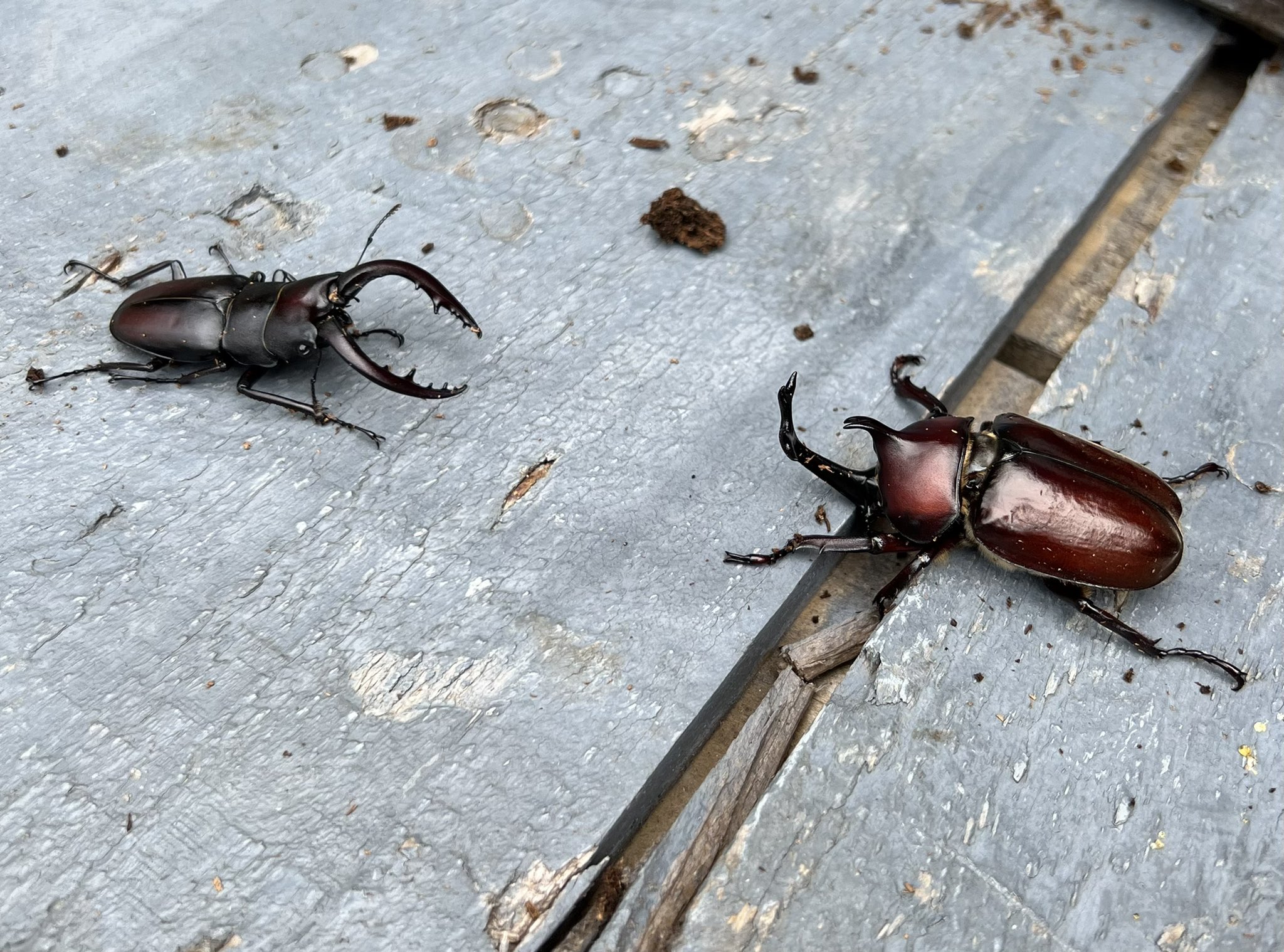 たかちん クワガタムシ 野生 Vsカブトムシ 養殖 子供の頃はよくこうやって対決させてたな 大人になったら可哀想だなと思うので 対決させていませんwww 夏 カブトムシ T Co Xjiuap9ilh Twitter