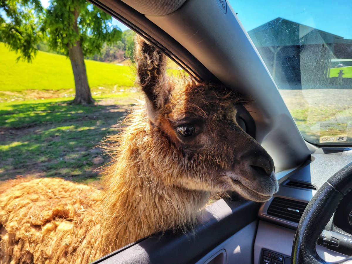 Best Friend!! #safarizoo #naturalbridge #virginia #weekendgetaway #weekend #kidsfriendlyzoo #shotonphone #s21 #s21photography #eswarshots #eswarphotography #shotonphone #mobilephotography #2022 #naturalphotography #50thpost #friendlyanimals