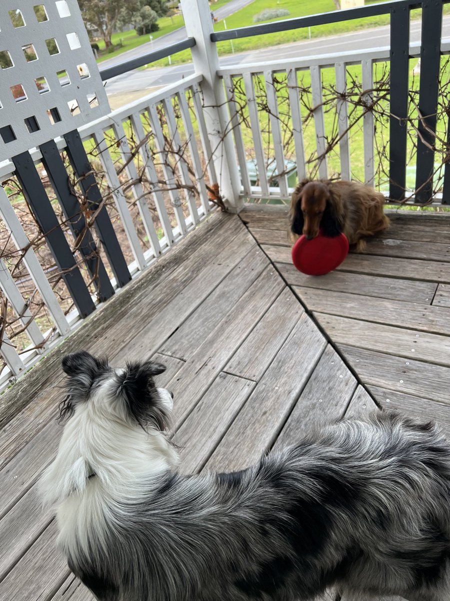 Collie “I fetch frisbee!!”
Dachshund “I KILL THIS”