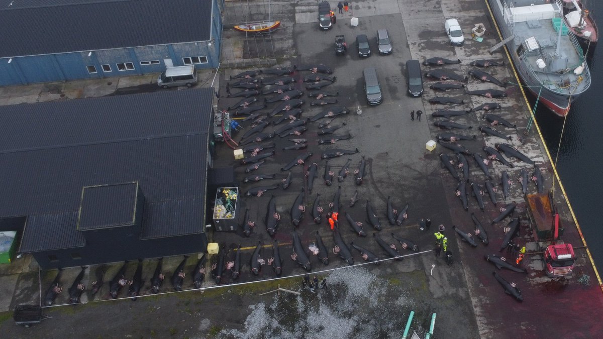 Over 102 pilot whales, and more than 6 fetuses, were killed during a grindadráp on the Faroe Islands the 29th of June. Pregnant females were documented by volunteers for <a href="/seashepherd/">Sea Shepherd</a>. Attempts were made to avoid getting it on camera, but:

Video here: facebook.com/OpBloodyFjords…