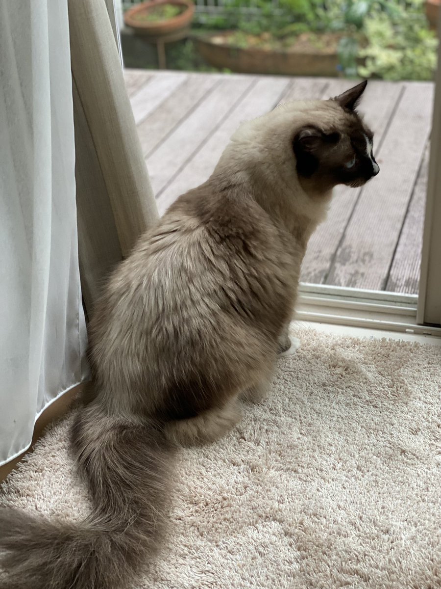 Hello!!

#朝のニャルソック　#ラグドール #cat 
#猫好きさんと繋がりたい  #catlover 
#猫の居る暮らし #猫のいる幸せ