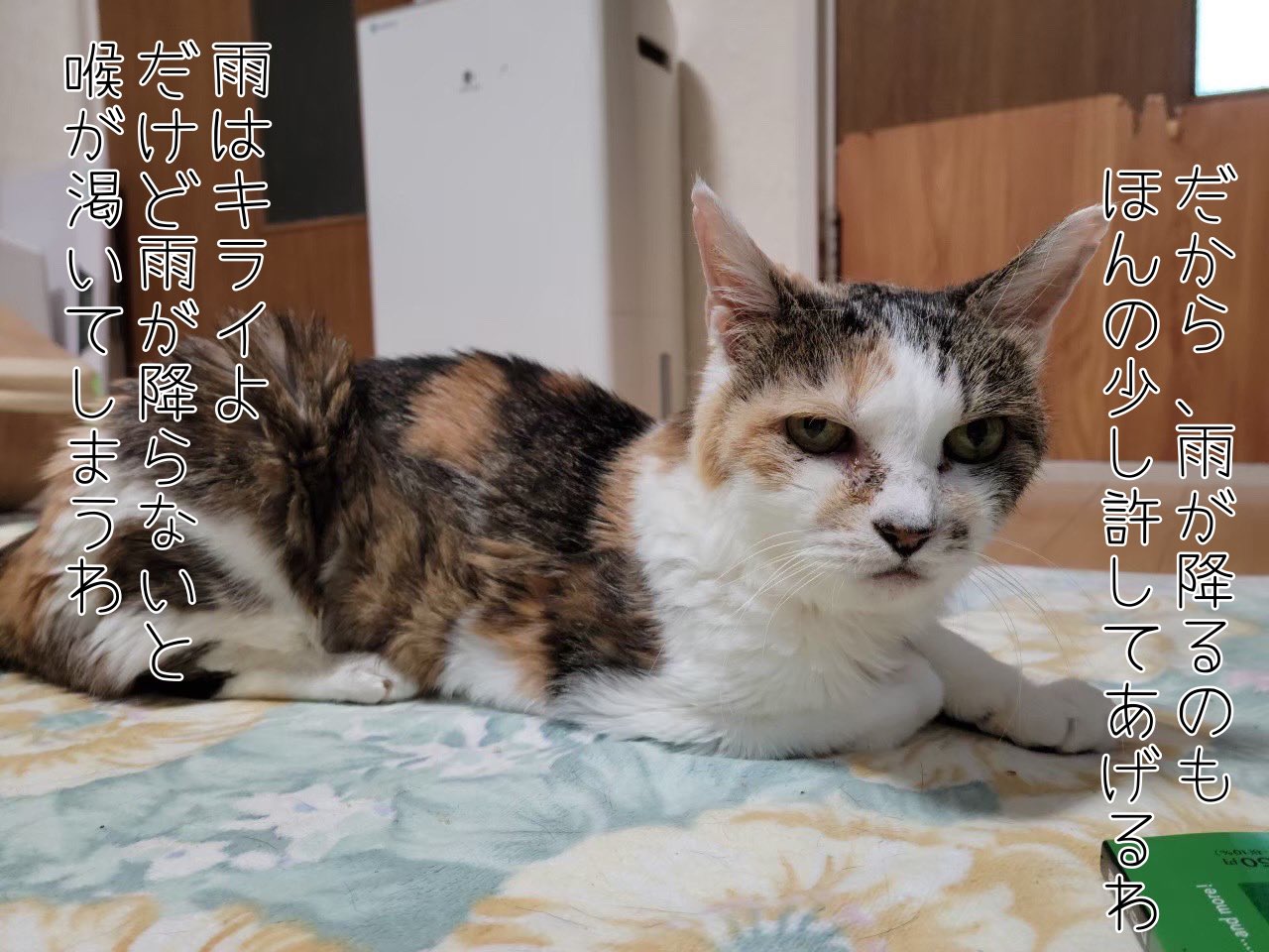 Npo法人 ねこけん 花子師匠のホンネ 雨は外の猫たちにとって辛い一方 生き物の喉を潤し 食物の成育に必要なもの ねこけん 保護猫 花子師匠 恵みの雨 みんなすこやかに 願いをこめて T Co Xoqzpzehxz Twitter