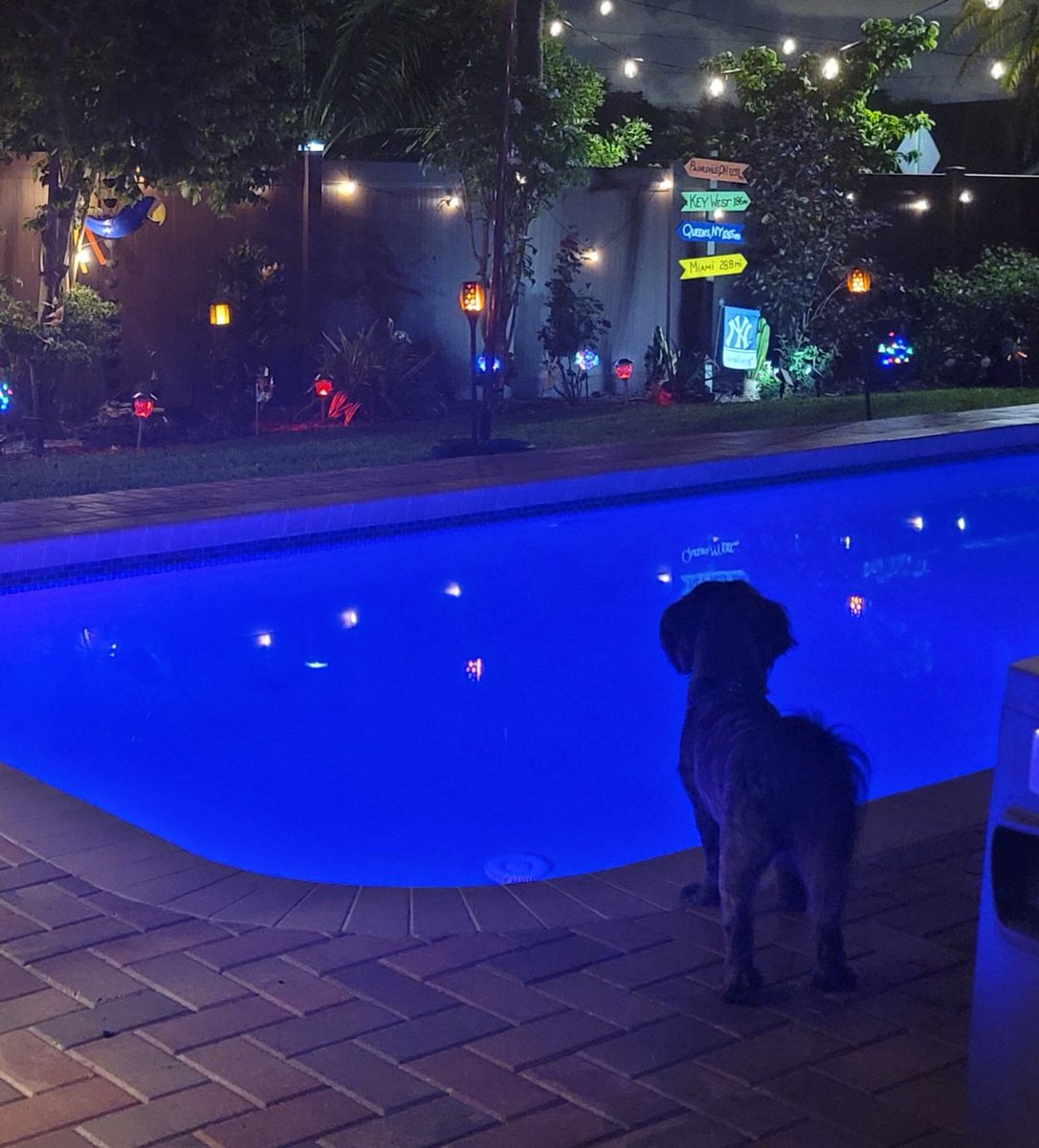 Dianne03438386's tweet photo. #ItsTimeToWalkFluffy 
Rocky contemplating a night swim. https://t.co/8xL4KwcrxM