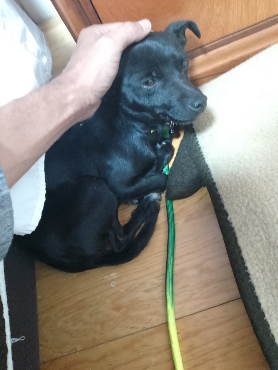 RickyVillegasB's tweet photo. Amig@s.Encontré este perrito en la carretera hacia Pachuca; desesperado tratando de subir al muro de contención y apenas logramos rescatarlo.Ahorita está en el hotel conmigo. Es súper tranquilo,y un amor.Pero no puedo tenerlo.¿Me ayudan con RT? Mañana lo llevaré al veterinario.😥 https://t.co/iulBmqdoUt