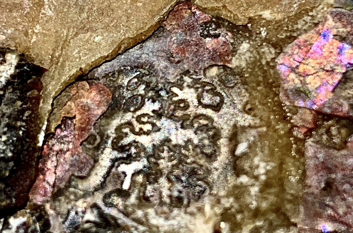 dr_dappleton's tweet photo. This post is a teaser, an amazing #placenticeras #meeki from #alberta #canada #uppercretaceous #ammonites #ammonite #Fossil #FossilFriday #fossils #paleontology #photography #NaturePhotography #nature #Fossilphotography https://t.co/BuIkggNgWj