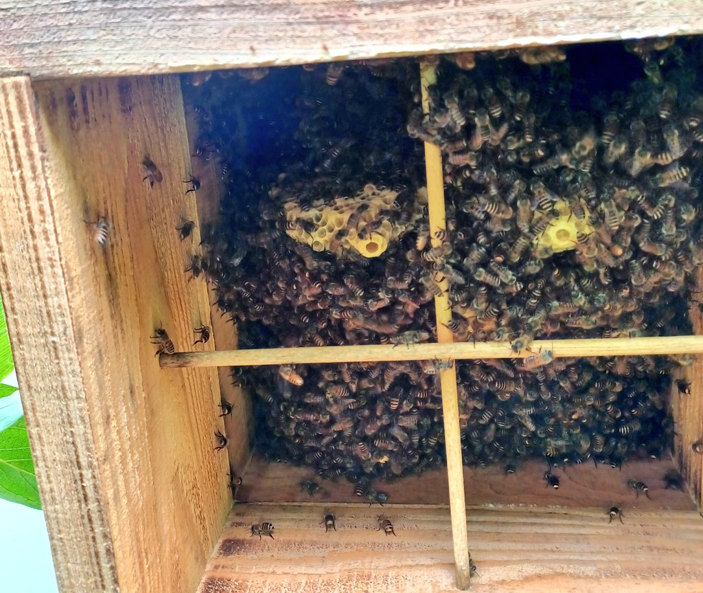 日本ミツバチ 自然分蜂 巣箱5段 Gamadistribuidora Com Ar
