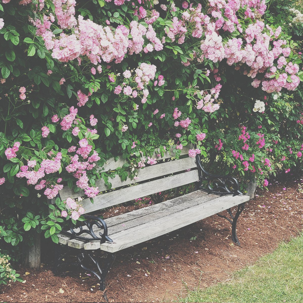 behnoushhajian's tweet image. June
#squareframes