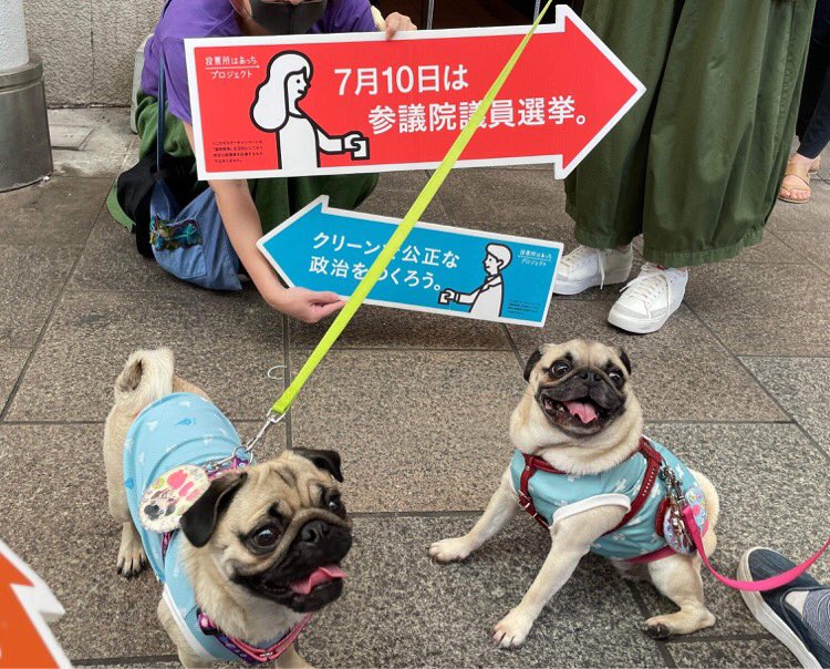 わんこも！

#投票所はあっちじゃけぇ
#投票所はあっち
#参院選2022