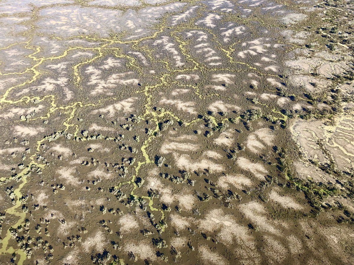 andrew_picone's tweet photo. In southwest Qld near the SA border, the Cooper Creek is transformed by rain that fell further north into an epic wetland. Wangkumara Country. https://t.co/nm5qMoHyMs