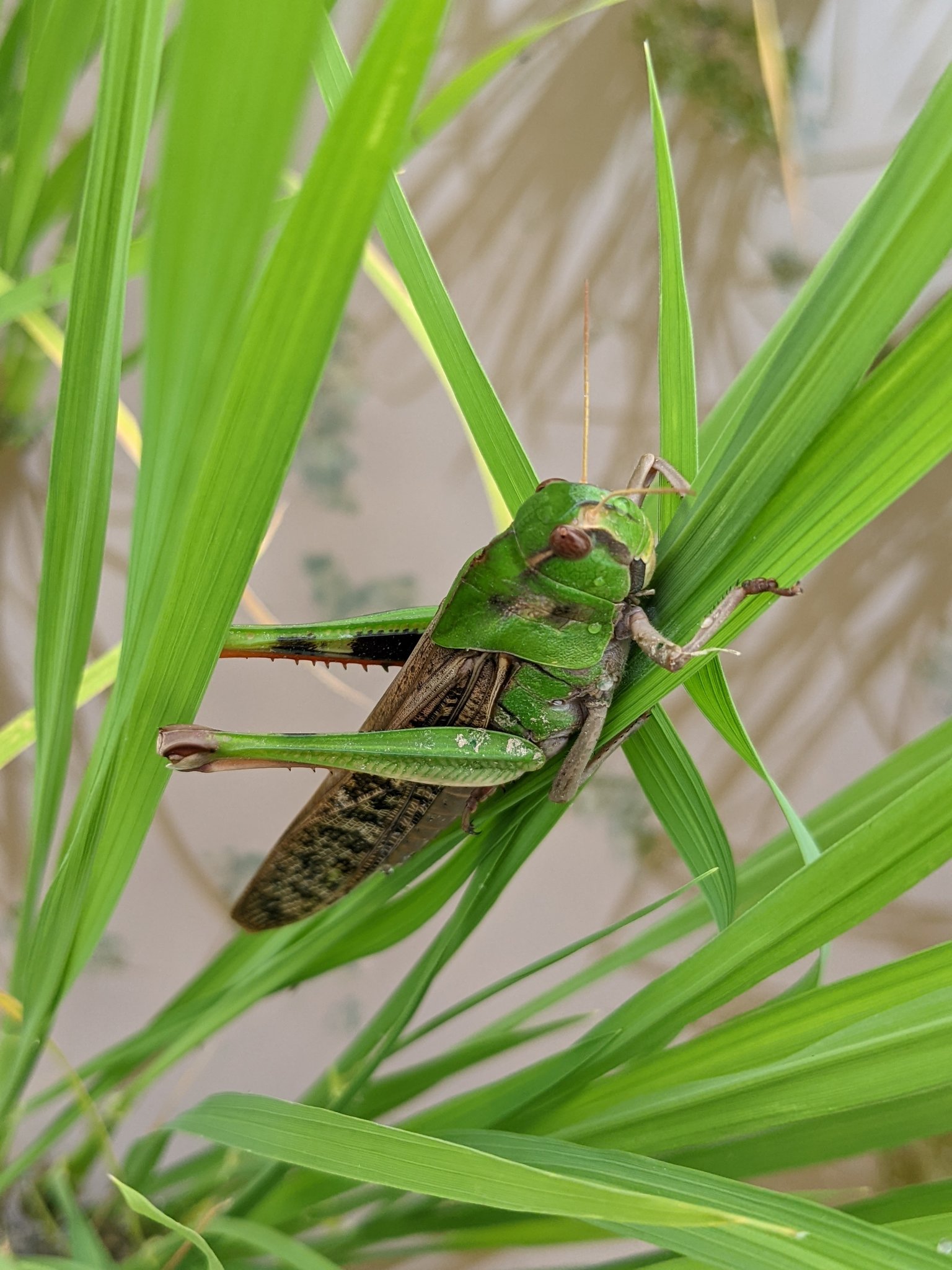 みこし王子t Mikoshiking35 Twitter