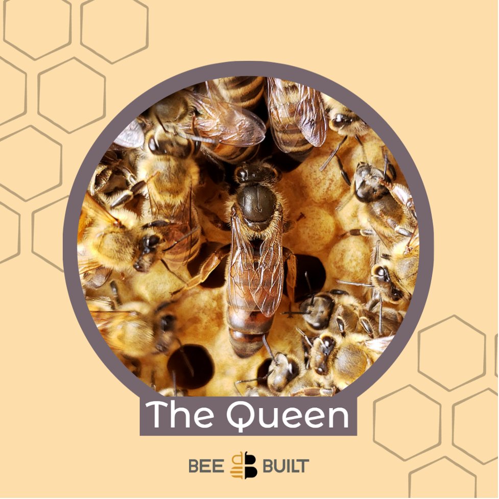 beebuiltsupply's tweet photo. Meet the Queen Bee!
A healthy queen will keep the hive well supplied with plenty of eggs to keep the population robust. A queen takes only 16 days to develop from an egg!
#queenbee #honeybees #beebuilt https://t.co/VslIe7enFQ