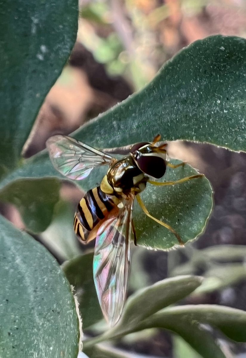 HoneyGirlGrows's tweet photo. Finally got a decent pic of this tiny #hoverfly such a #GoodBug in the garden, babies eat more aphids than any🐞 ladybugs. 
Next challenge: green lacewings. (They eat even more aphids!) Flies can be #CriticalPollinator s too! #Bee mimic 
#IPM #Gardening https://t.co/z7n8dIvhKz