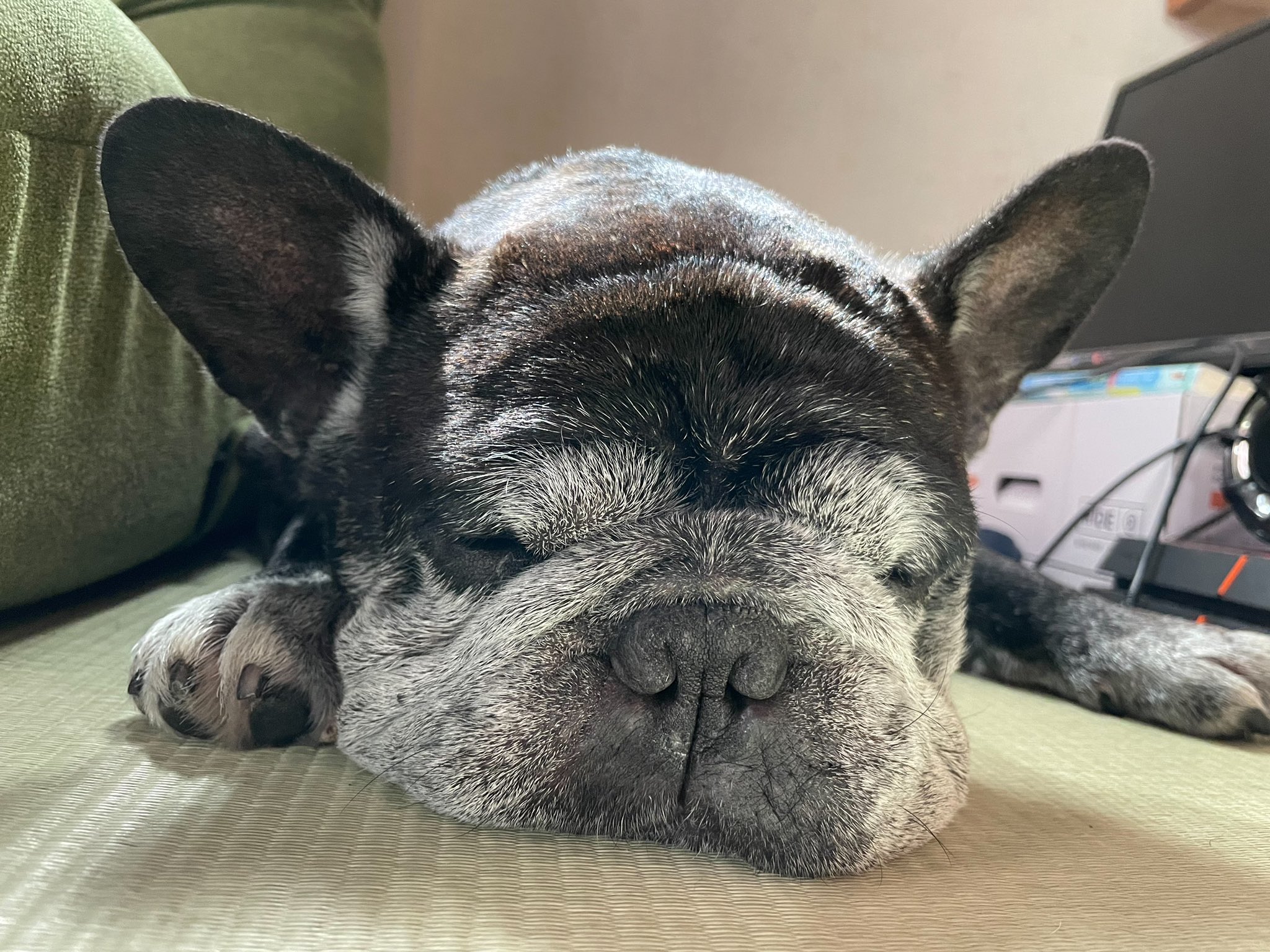 やしち すやり フレンチブルドッグ フレブル T Co Wc9mvg93de Twitter やしち すやり フレンチブルドッグ フレブル T Co Wc9mvg93de Twitter