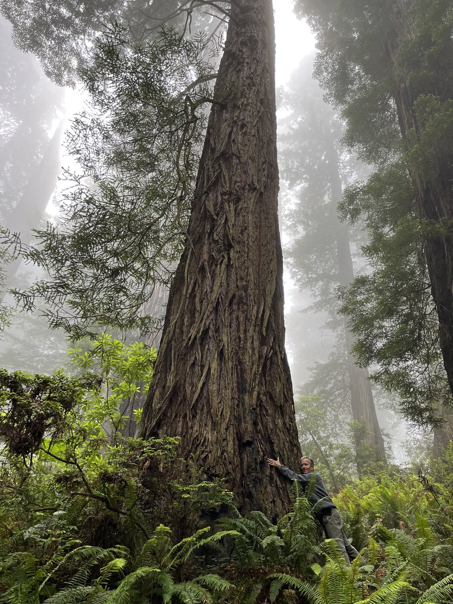 Why do I never tire of hugging these amazing creatures? Just good for the soul…#redwood #delnorte_redwoods