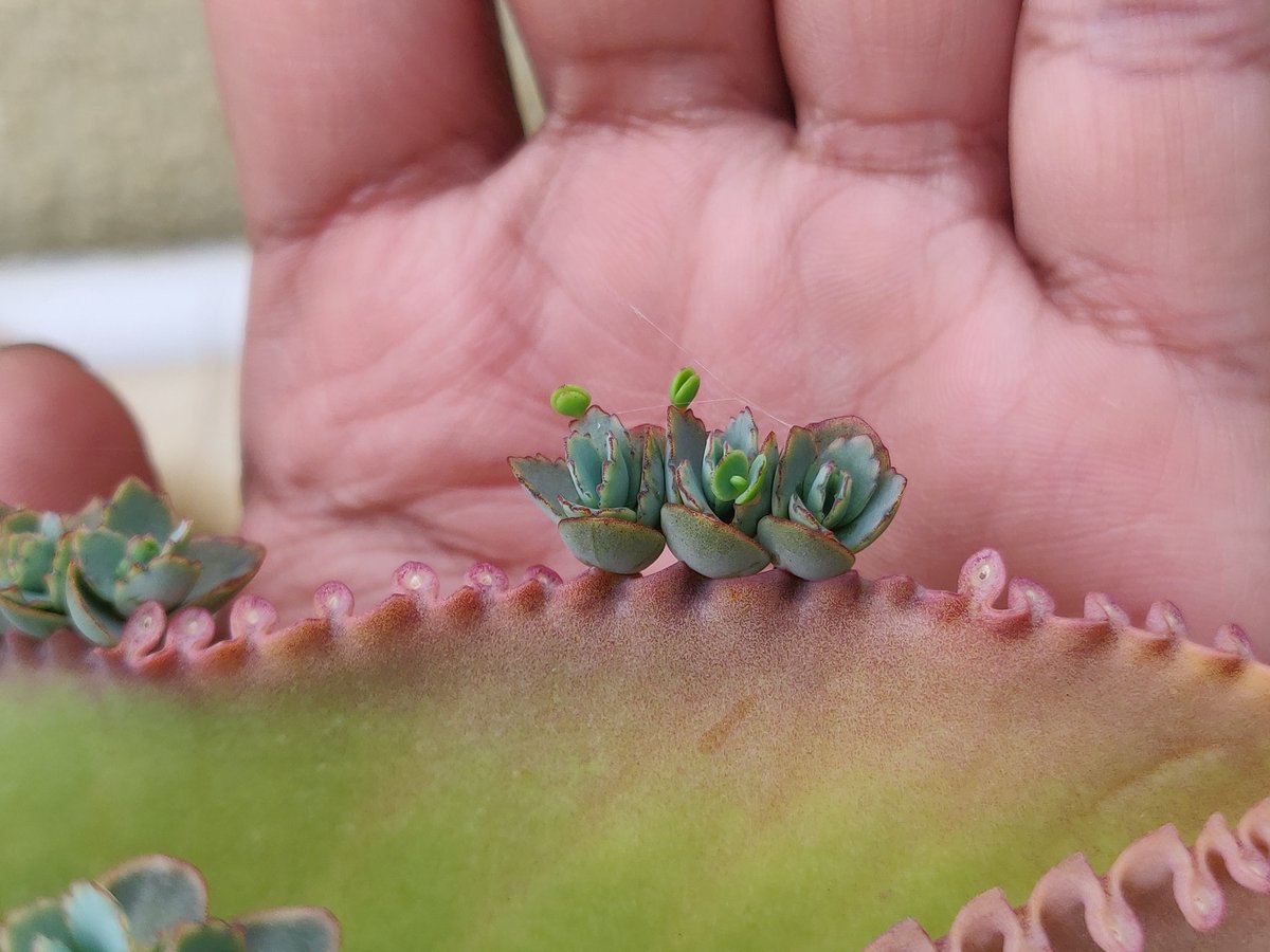 Kalanchoe species are known to reproduce vegetatively by making plantlets on their leaves that can each fall off and become a new plant. This plant has gone further and has plantlets on the plantlets! 
#kalanchoe #kalanchoelaetivirens #botany