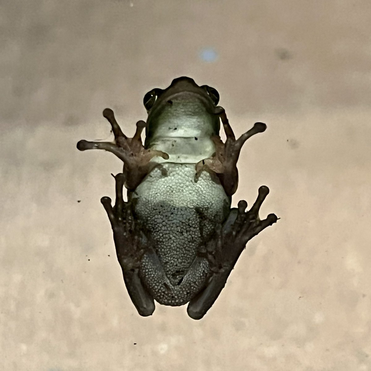 weskelley's tweet photo. It’s not everyday a little frog jumps on your window. https://t.co/MeLhOymda9