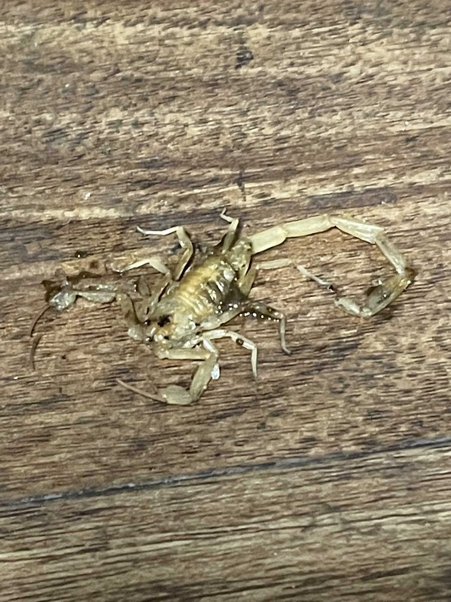 Lisa Toelle tweet media