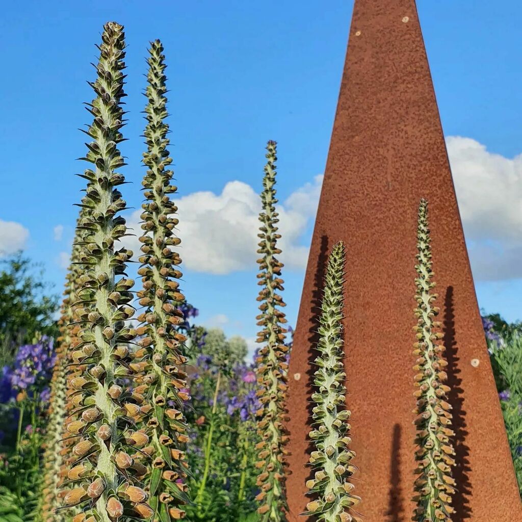 Parviflora vs Corton. 
Small flowered Foxgloves vying with a rusty @augustus_stickland obelisk in the evening sun.
Of all flowers on the farm, this is  the one I can't bear to cut, I love them so much! instagr.am/p/Cfi68gGqVQG/