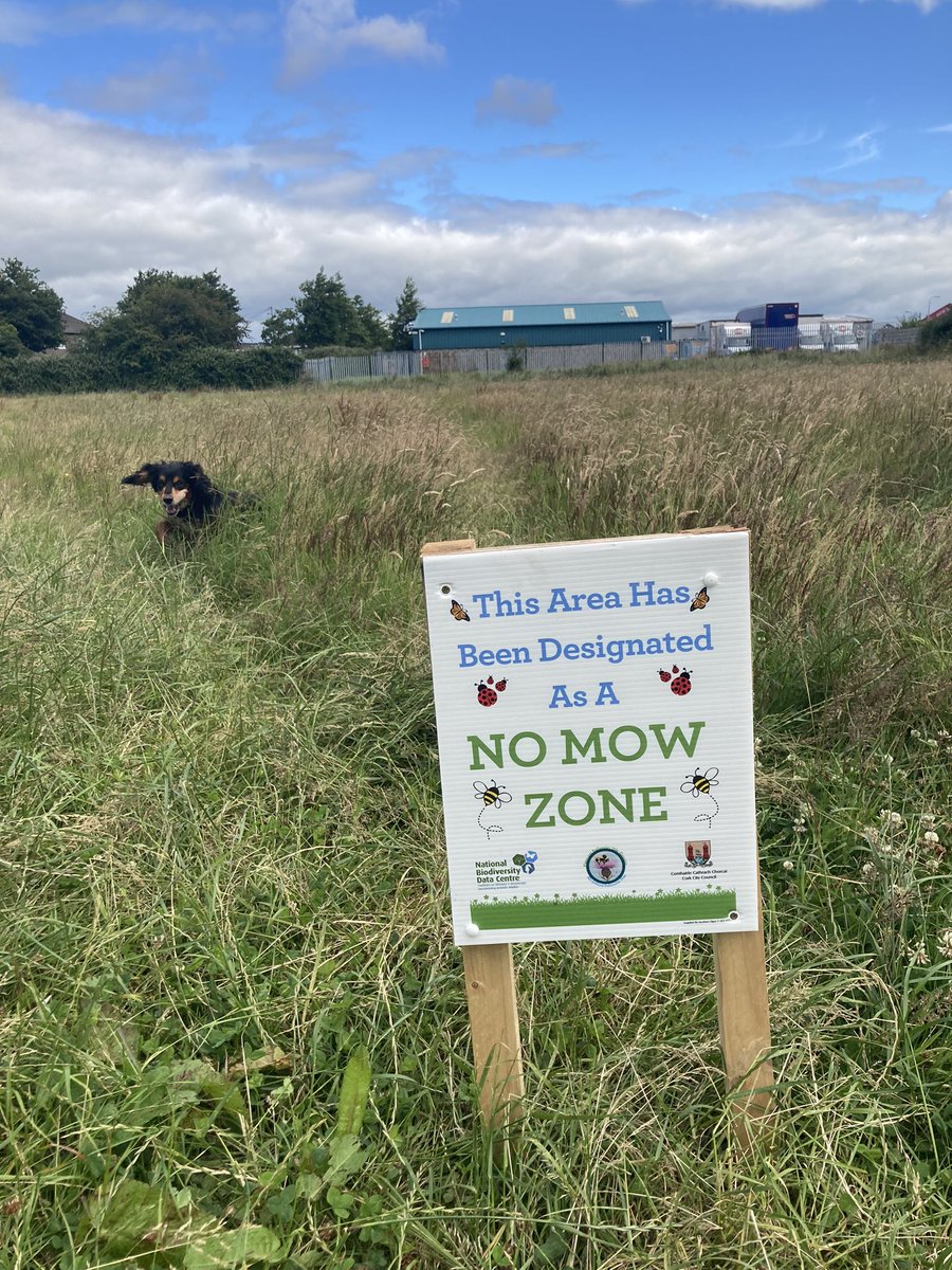 Good to see more of these around 🐝🐝🐝