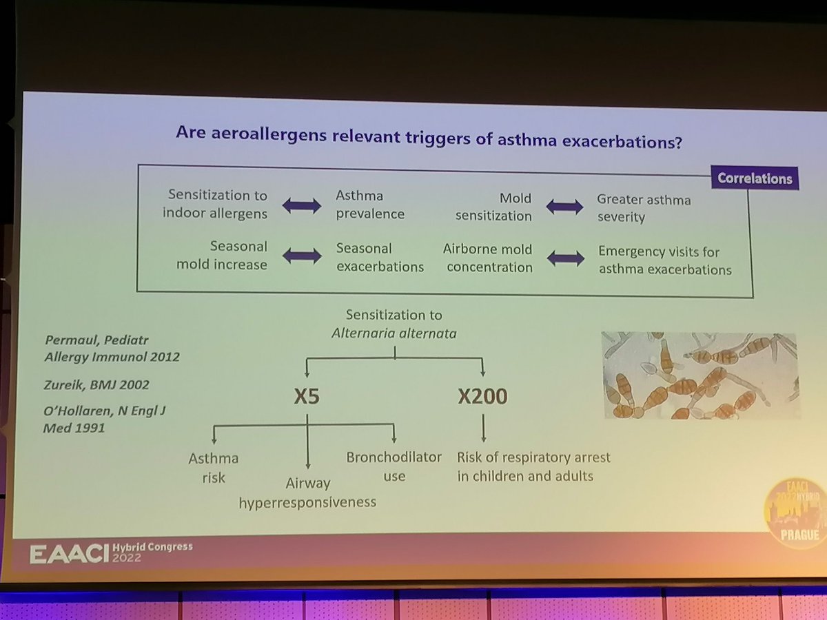 Mold allergy (alternaria allergy) increases asthma exacerbations in children with asthma... It's a real motive to think in treatment with immunotherapy. #eaaci2022 #eeaci