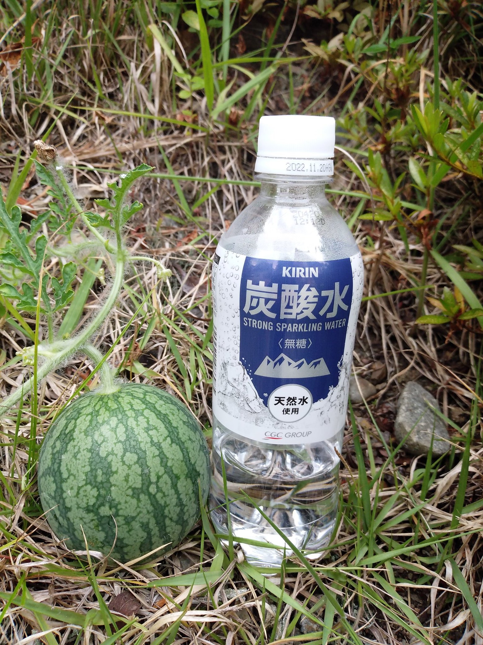 リゲルくん 豪速球で投げれば 確実に人へダメージを与えられる大きさと重さになりました W この実は生長が早いのだけど ほかの蔓は実が大きくならないどころか枯れてしまう 最近花もちゃんと咲かずに枯れてしまう どうも水不足のようだ 袋
