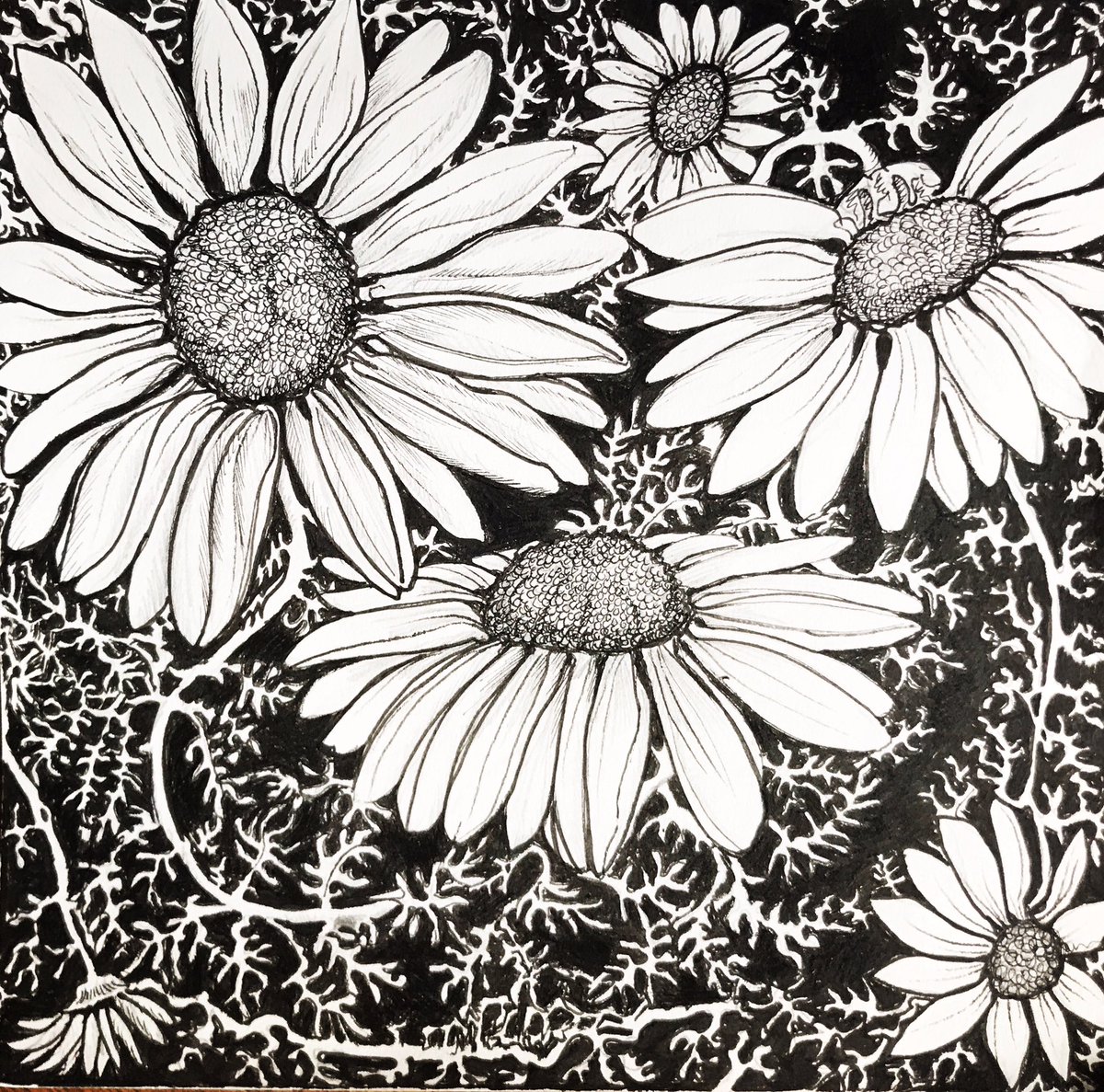susiehammondart's tweet photo. Suffolk Summer Tansy - ink illustration for my new tile collection @susiehammondart #susiehammondart #suffolkillustrator #suffolkartist #tiledesigner #suffolkillustration #suffolkcoast #wildflowers #suffolkhedgerows #suffolkuk #art #ArtistOnTwitter #art https://t.co/yt8bgszqz7