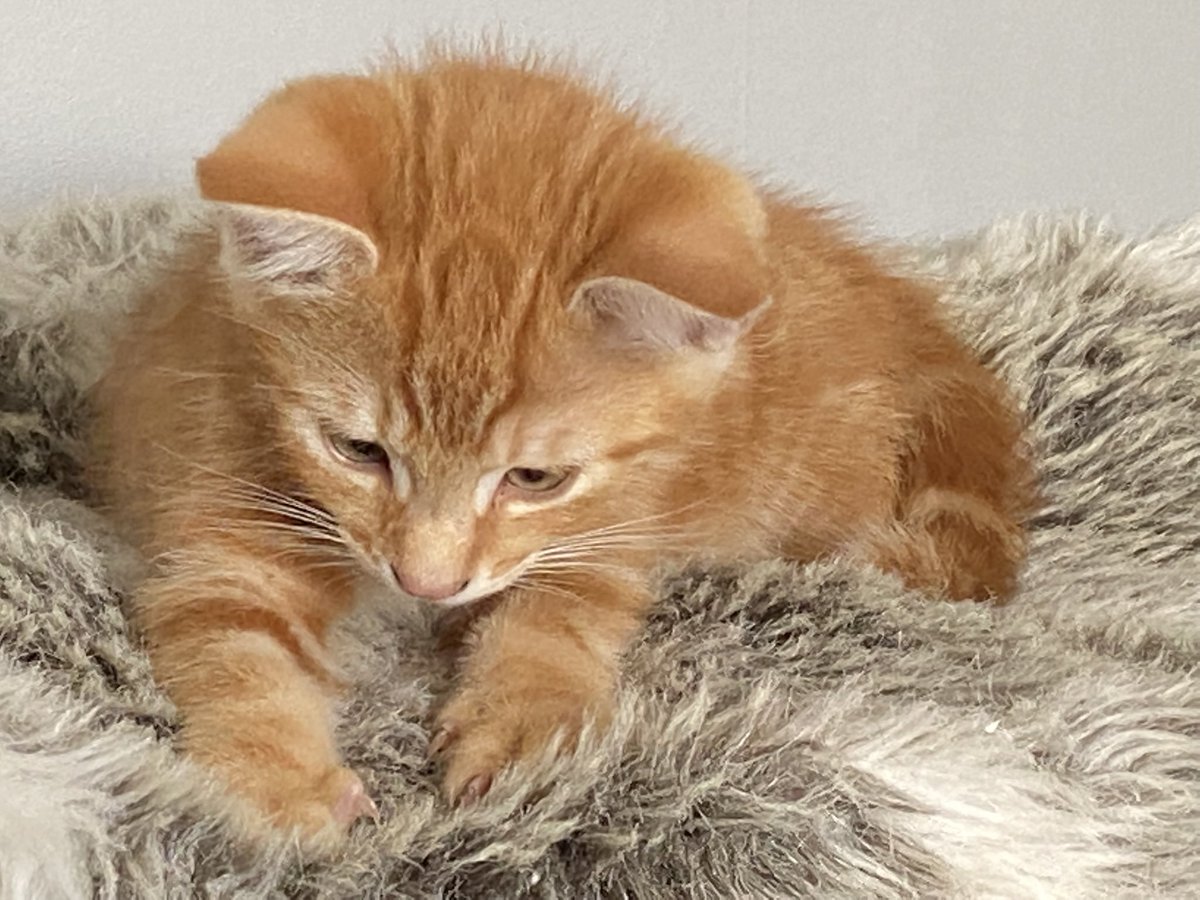 Our ‘Dad’ hooman missed me so I posed for him.
#CatsofTwittter #cats #catsofinstagram #CatsLover #KittensOfTwitter