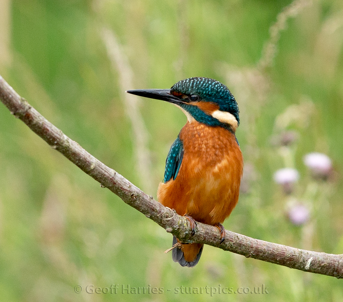 Kingfisher getting ready to dive at Horn Mill, beautiful male bird in all its fine colours. #kingfisher <a href="/GwashOspreys/">River Gwash Ospreys</a> #wildlife <a href="/WildlifeMag/">BBC Wildlife</a> #photography
