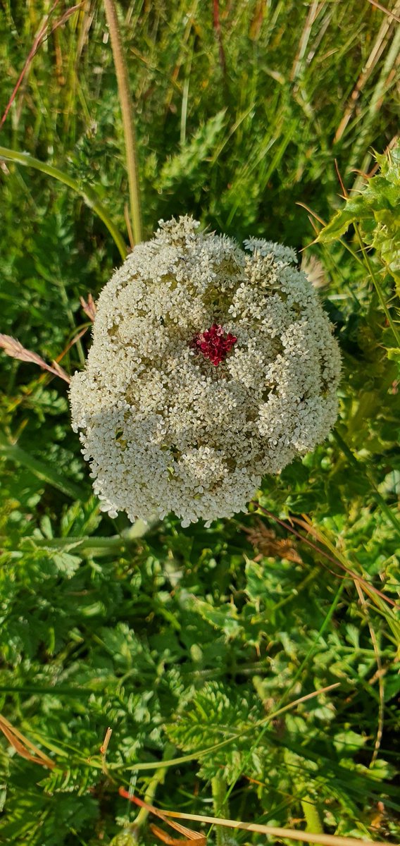 Great specimens of Daucus Carota (Wild Carrot) aka Bishops Lace on #BullIsland . At the right time, the whole plant is edible. The central floret is the only part to produce #nectar . #pillinatorfriendly #Dublin #IrishGardening #Wildflower #CoastalSeries #Bee