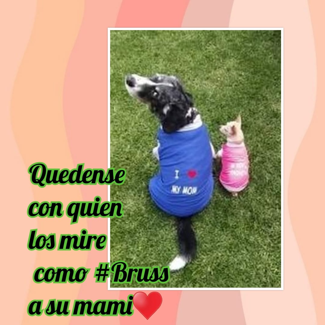 clarol2673's tweet photo. Los amamos, gracias hermosa manada por ser #dogmodels en este emprendimiento. ♥️♥️♥️♥️♥️💋 #Bruss💙 y #Paquita💝 https://t.co/FQw8PP9YcN