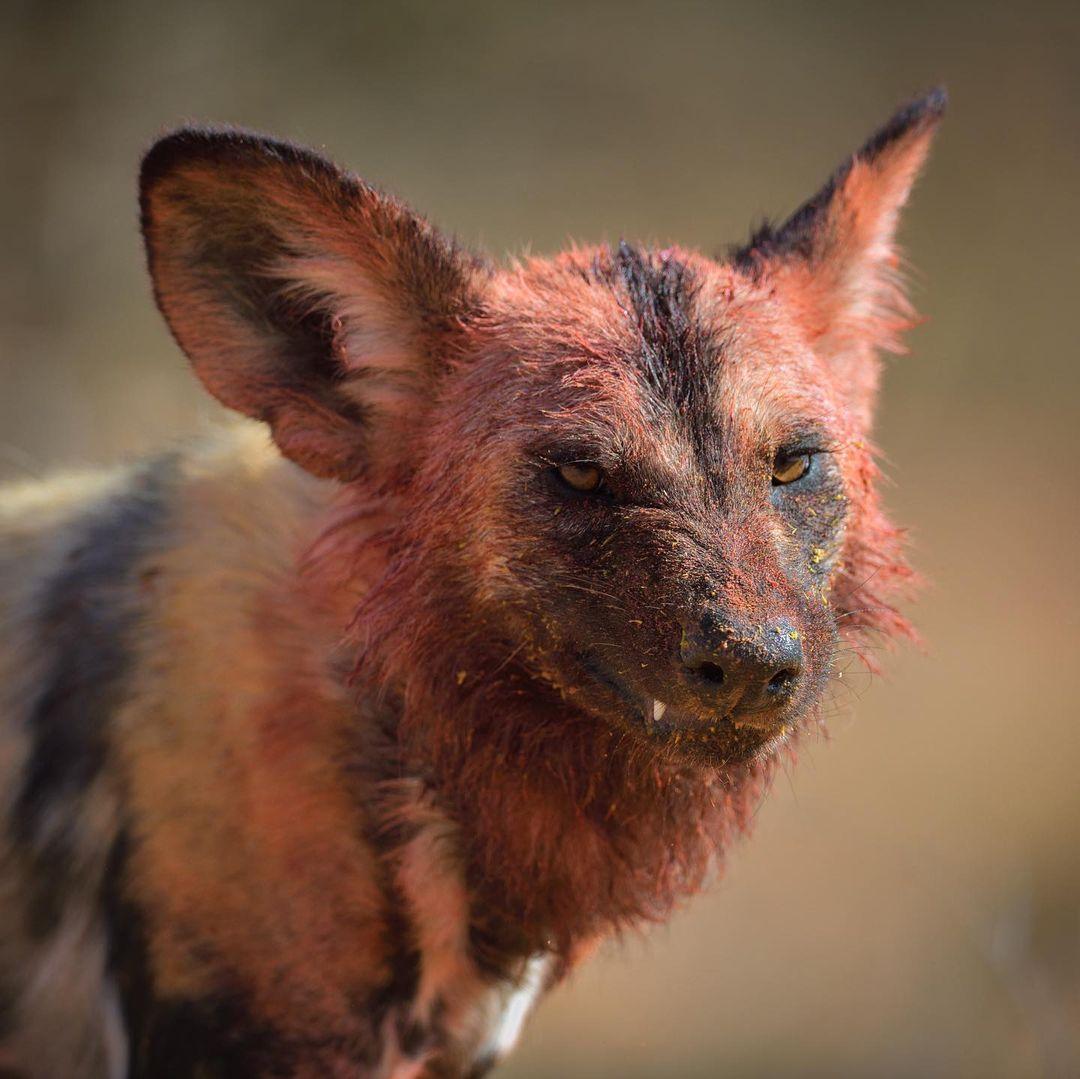 نظرة لئيمة تعلو وجه هذا الكلب البري
تُعد الكلاب الإفريقية البرية من أشرس المفترسات وأشدها ضراوة، إذ تفوق فرص نجاحها بالصيد الأسود والنمور.. لكن مشاهدتها مؤلمة؛ إذ تباشر التهام الفريسة على قيد الحياة! بينما تقوم أغلب المفترسات الأخرى بقتل فريستها أولًا⁣
الصورة: Keith Ladzinski