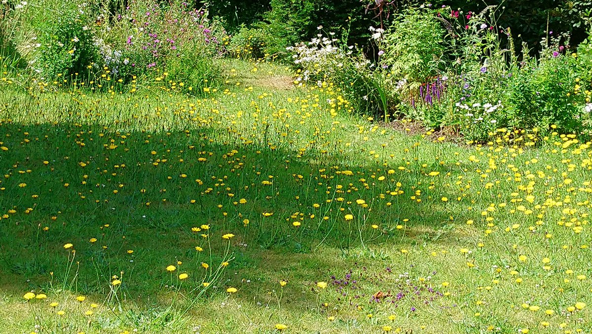#BlessedSunday July-midsummer.
My garden looking at its best. Maybe I'm the only one who loves this kind of gardening.  #gardening #madwildgarden #meadowgarden #wildflowergarden