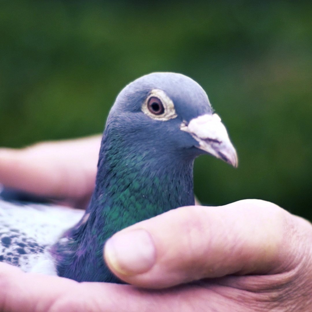 Racing pigeons are extremely valuable — here's why Business Insider