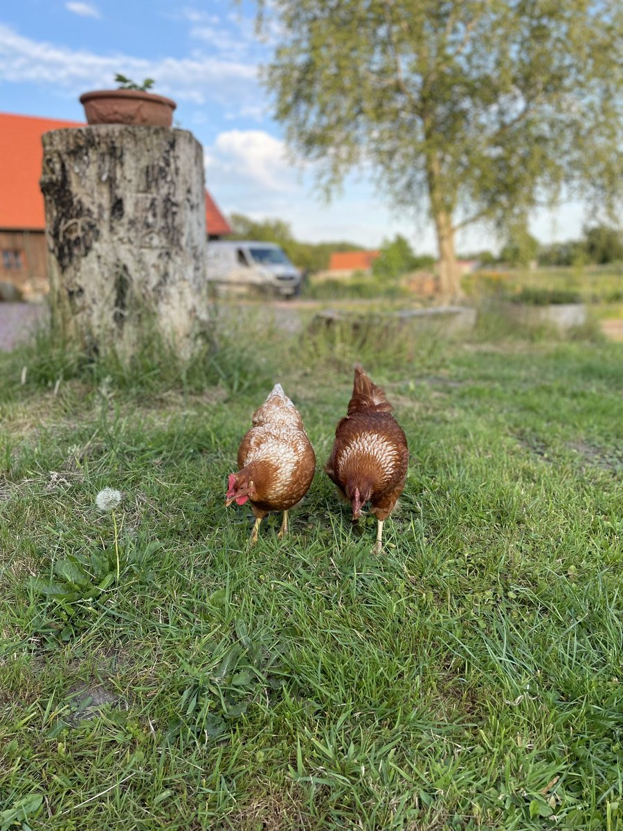 Nicole Diekmann tweet media