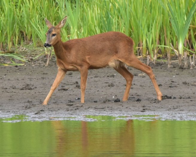 Sinking slowly.... #TwitterNatureCommunity #TwitterNaturePhotography #roedeer