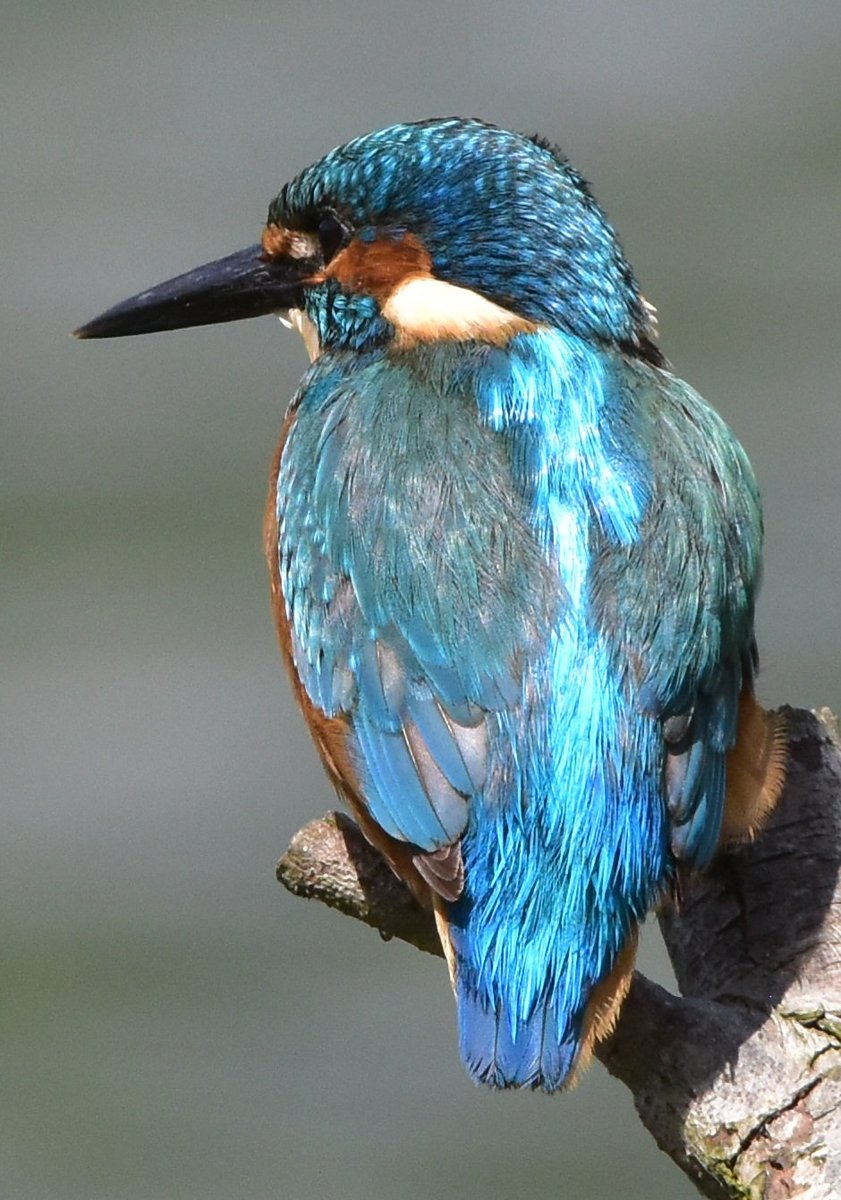 Mr Kingfisher looking splendid. #TwitterNatureCommunity #TwitterNaturePhotography #Kingfisher #electricblue #birdphotography #birdwatching