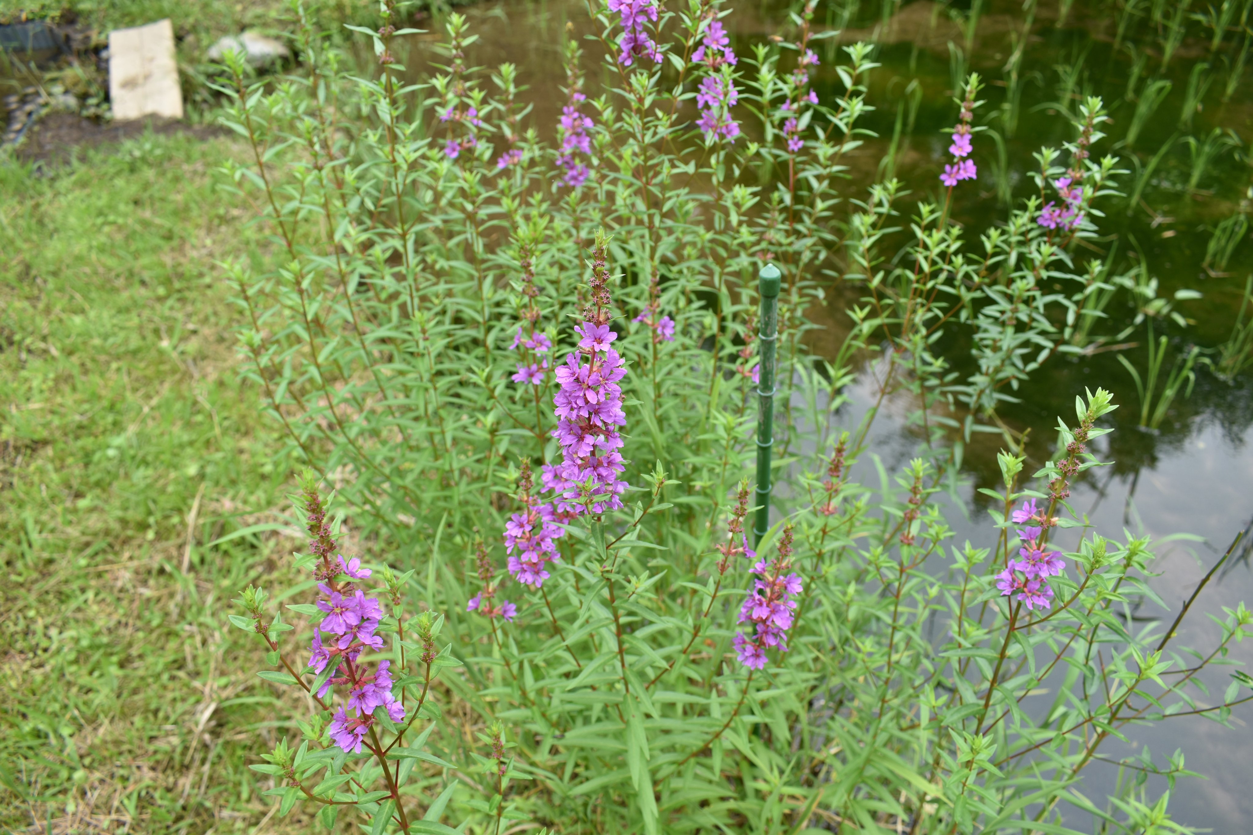 Flower Photo ミソハギ ミソハギ科ミソハギ属 日本の伝統的な管理をしている水田畦畔 やや湿ったところ によく生えます 雌しべが短い 中くらい 長いの3パターンあって 同じ雌しべの長さタイプだと授粉しません 夏の花の代表種かな 花 62 花