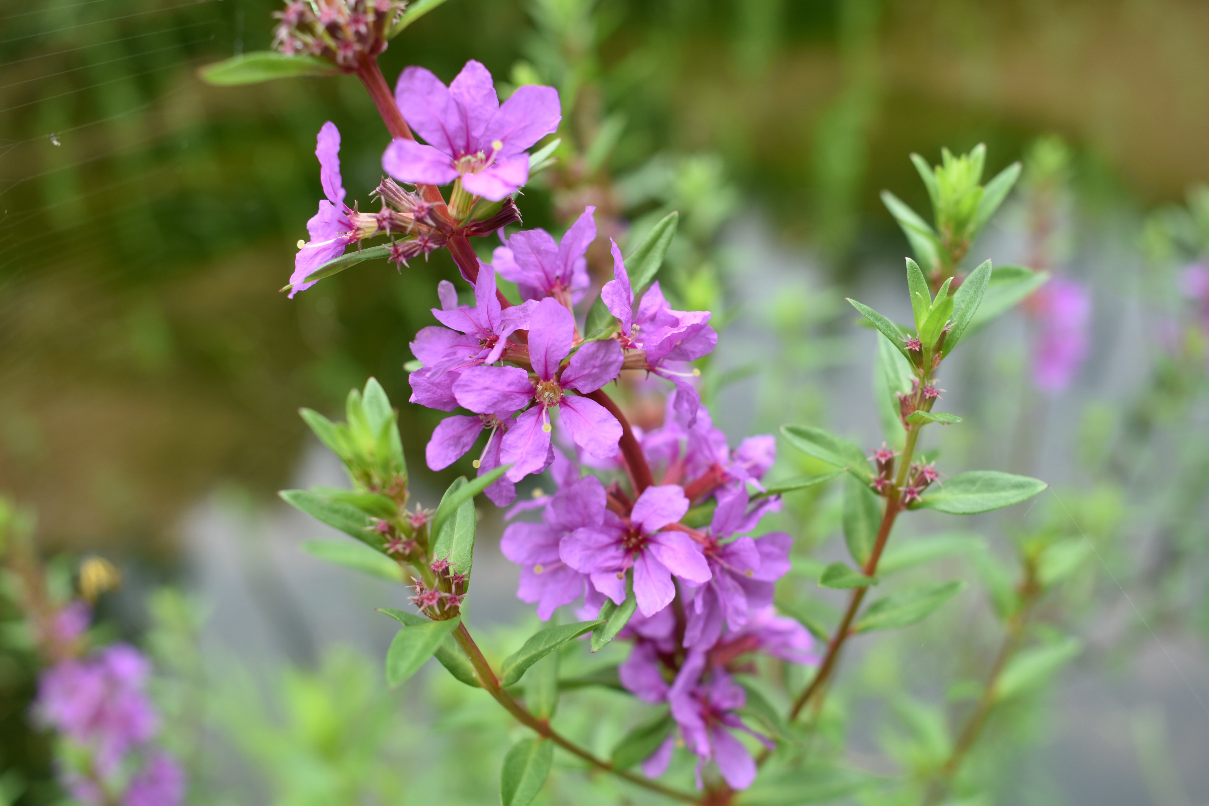 Flower Photo ミソハギ ミソハギ科ミソハギ属 日本の伝統的な管理をしている水田畦畔 やや湿ったところ によく生えます 雌しべが短い 中くらい 長いの3パターンあって 同じ雌しべの長さタイプだと授粉しません 夏の花の代表種かな 花 62 花