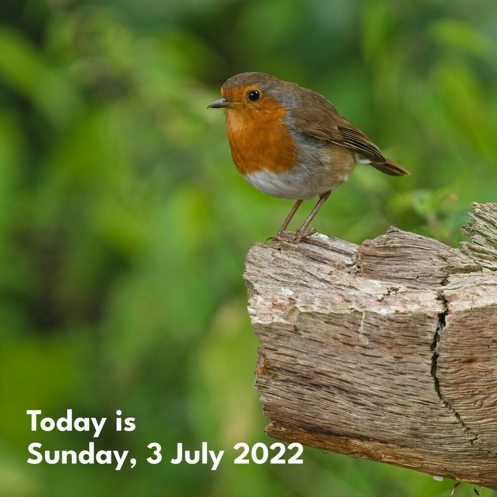 cunabula's tweet photo. Feels like ages since we've had a robin in the set, so here's a robin from my walk the other day.
______
#today #todayis #diary #calendar #photooftheday #lockdownproject
#nature #naturephotography #bird #birdphotography #birdsofinstgram #robin #Erithac… https://t.co/3AcOLSWeFf https://t.co/tIRHsXuPRa