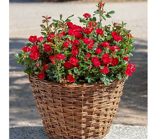 MarkLaneTV's tweet photo. Join me from 9am to 11am on @qvcuk for Love Gardening with Mark Lane and the gorgeous Pippa Gordon. Plants, furniture, ornaments, tools and more. See you there #qvc #qvcgarden #qvcgardening #tvgardening #plants #gardenfurniture https://t.co/NYa6ubGY66