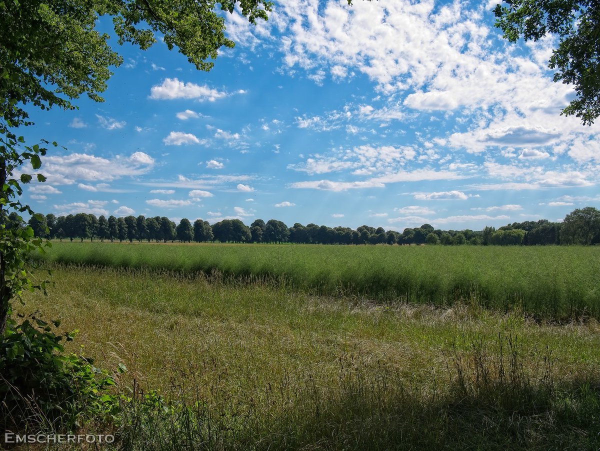thisdigitaldark's tweet image. Gestern dann von der #Lippe an die #Emscher, durchs @EGLVde - Land!
#Haltern_am_See
#Ruhrgebiet
#Fotografie