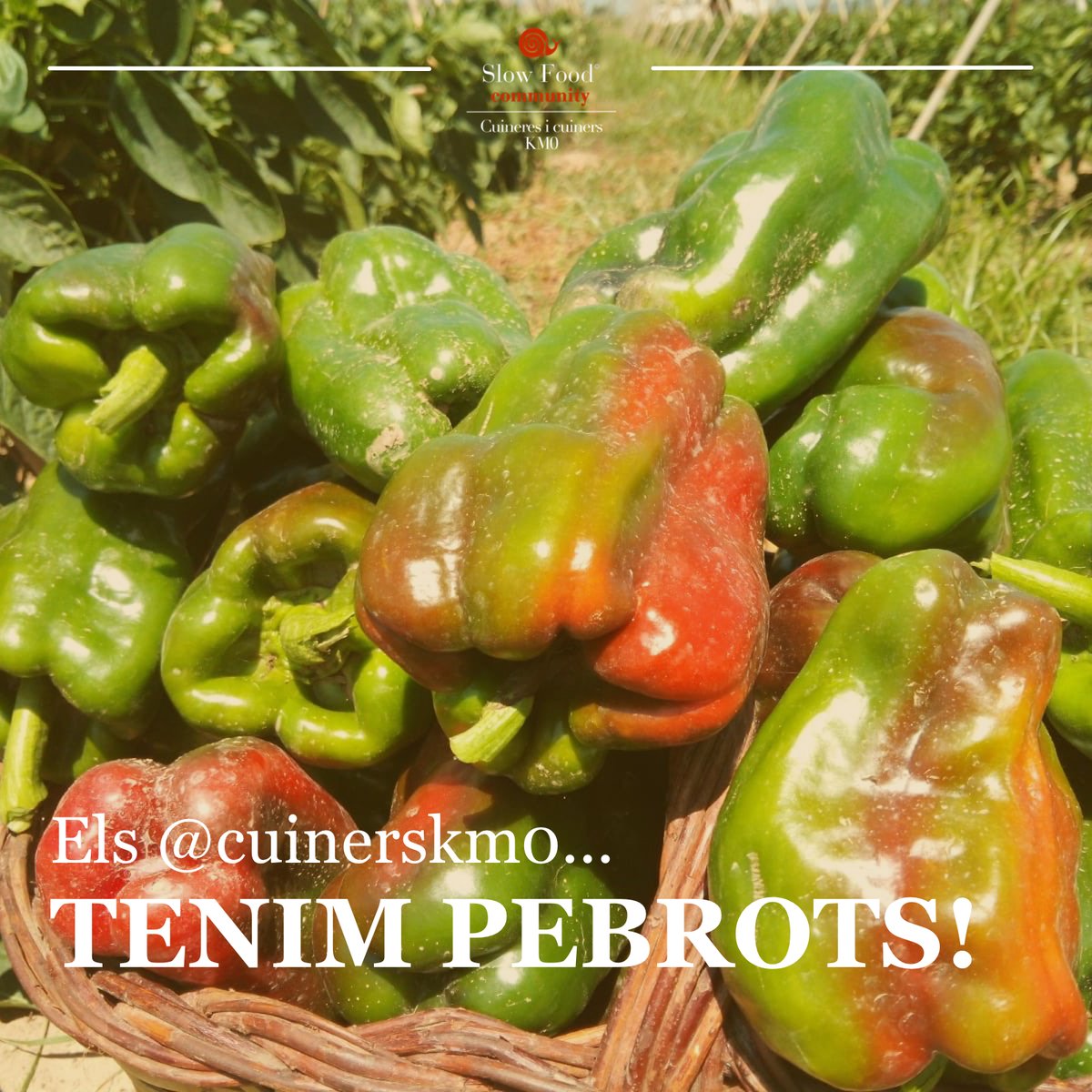 Si hi ha una hortalissa típica del mes de juliol que acabem d'encetar és el pebrot.🌶️🫑

Originaria de Mèxic, Bolívia i Perú, no es va començar a cultivar a Europa a partir del segle XVI i actualment és una de les verdures més emprades en la nostra gastronomia.

OBRIM FIL⬇️