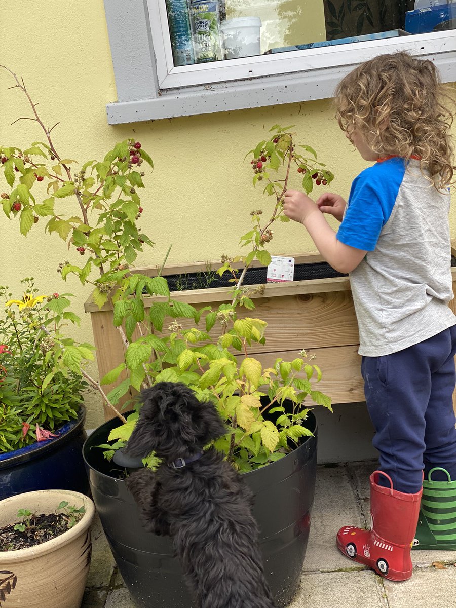 jeandaly55's tweet image. Who doesn’t love raspberries 💕💕 #olaf #puppylove #raspberrypicking