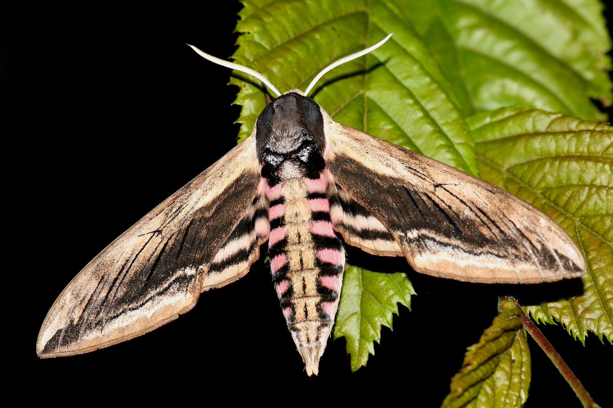 Een avondje nachtvlinderen <a href="/altenatuur/">ALTENATUUR</a> 127 soorten gezien bij Fort Giessen #Ligusterpijlstaart ook prachtig gezien! #NaNaNa <a href="/vlinderNL/">De Vlinderstichting</a> <a href="/ejvanhaaften/">Ernst-Jan v Haaften</a> <a href="/AltenaNet/">AltenaNet</a> <a href="/gemeentealtena/">Gemeente Altena</a>