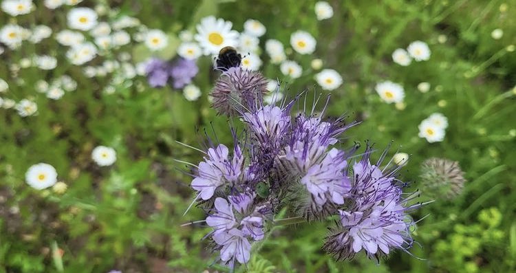 Hurrah! We have another garden. 12 Chiltern Road, Hillsborough, S6 4QW on 31st July 10-3. A family friendly corner plot with swift bricks, hedgehog box, bug and bee hotels and wildlife pond. Close to 52 bus, a couple of steps to enter facebook.com/events/s/12-ch…