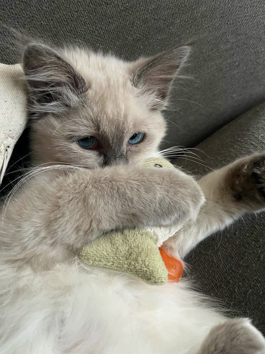 j0ederry's tweet photo. Our baby Mishka is growing up! 🐈 https://t.co/R6WwV1o34m