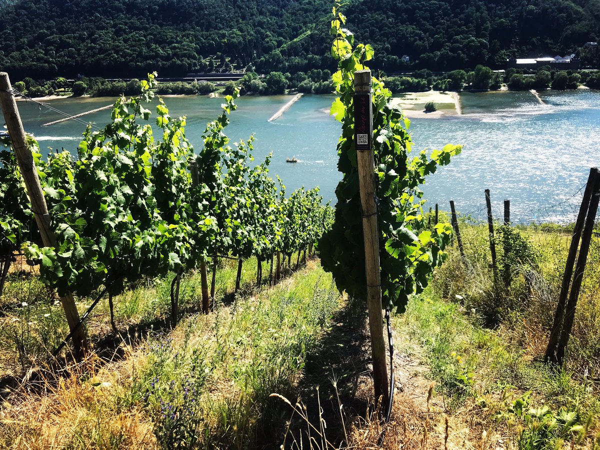 weinpause's tweet image. Die Reben wachsen und gedeihen. Im Moment sind wir draußen beschäftigt die Weinreben einzustecken, d.h. sie zwischen die Drähte zu stecken, dass sie aufrecht wachsen und nicht abbrechen. 
Auf dem Foto kann man schön das vorher - nachher sehen
#seligmacher #rheingau #steillage