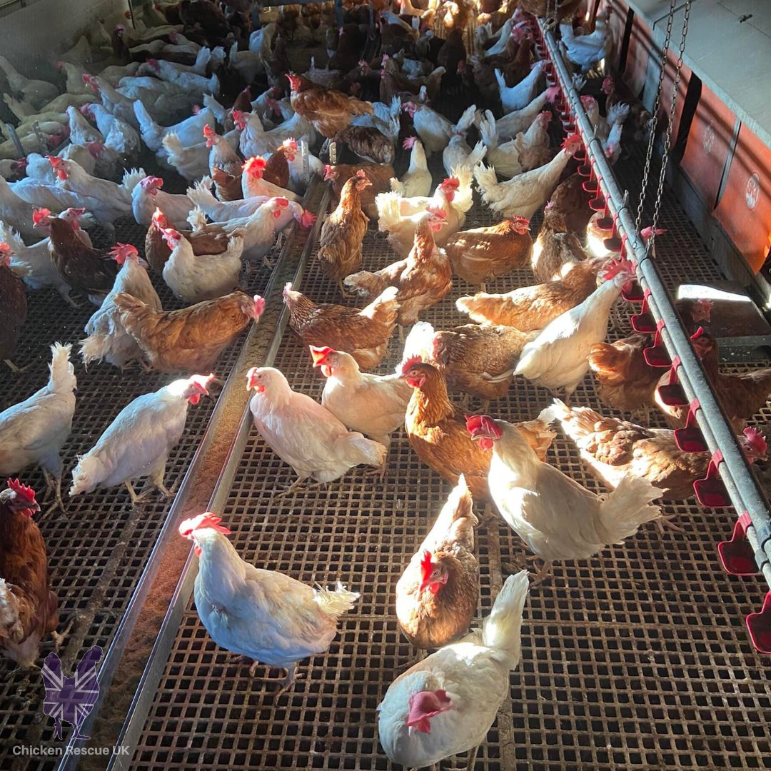 In just under a week we will have these gorgeous girls available to rehome. That's right, these white and brown chooks are looking for new homes! Reserve yours now bit.ly/3MKqbaB #chickenrescueuk #chickenrescue #rehomingchickens #rescuechickens