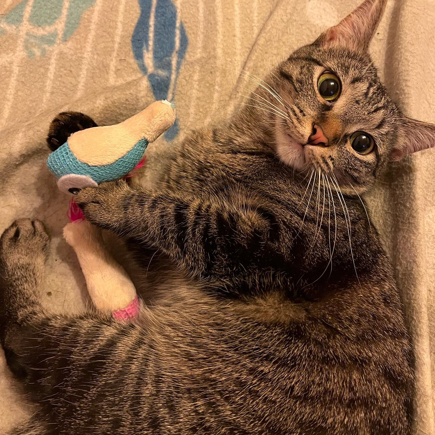 memes-i-wish-i-could-tag-my-cat-in-on-twitter-https-t-co-u0kulvycwm