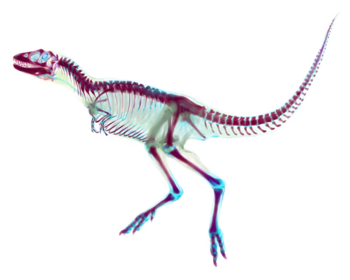 「Tarbosaurus 透明標本🖌 」|しんいちろー🦖お絵描きのイラスト